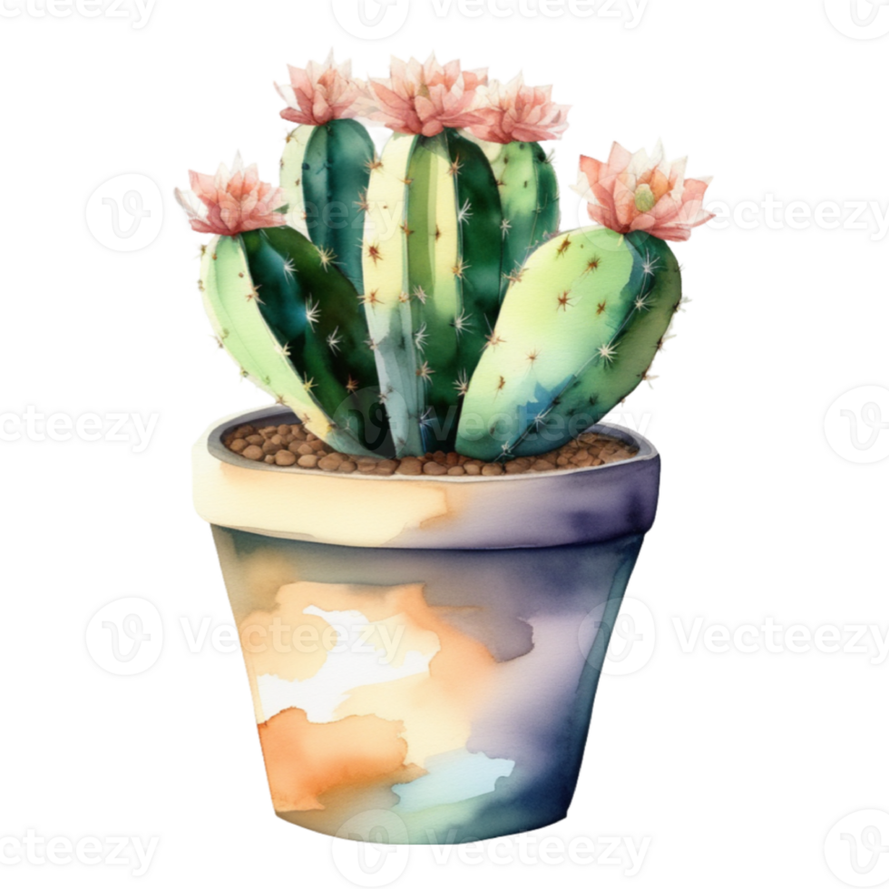 cactus planta acuarela ilustración clipart png