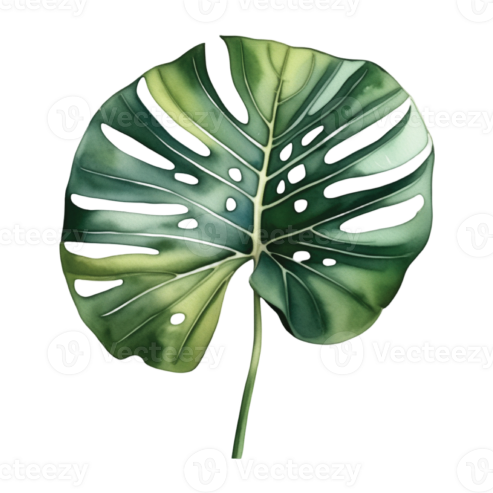 Monstera foglia acquerello illustrazione clipart png