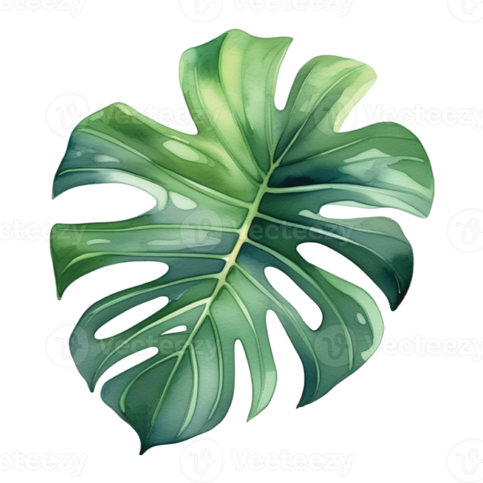 Monstera foglia acquerello illustrazione clipart png