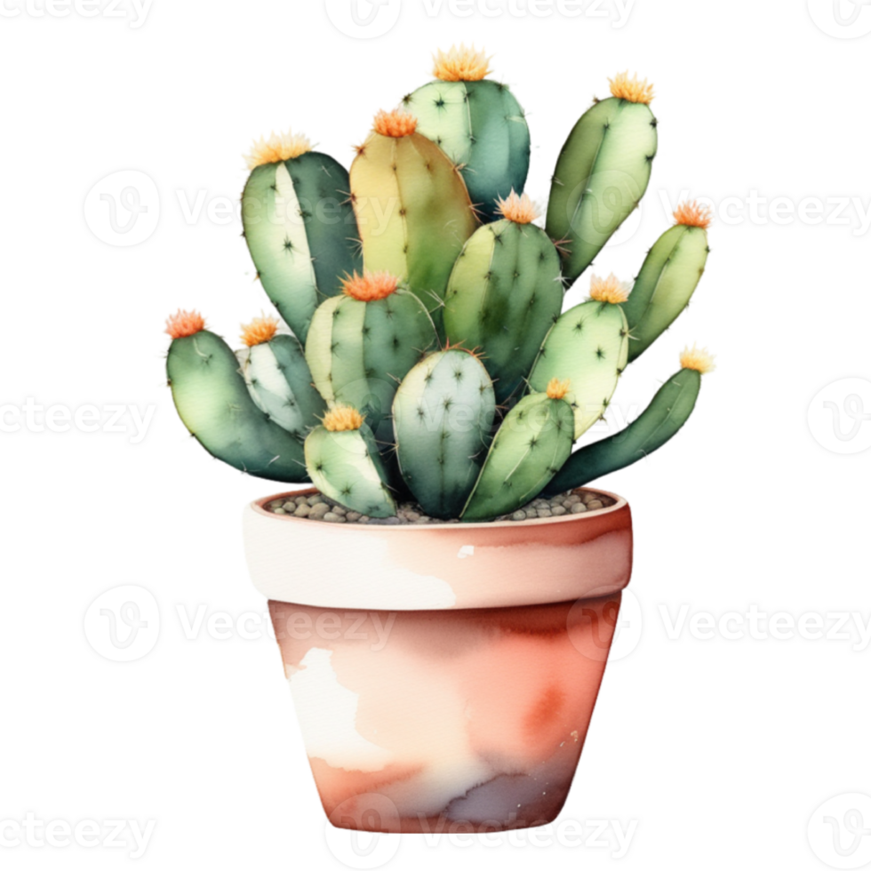 cactus planta acuarela ilustración clipart png