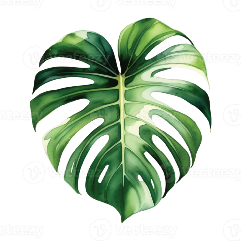 Monstera Leaf Watercolor Illustration Clipart png
