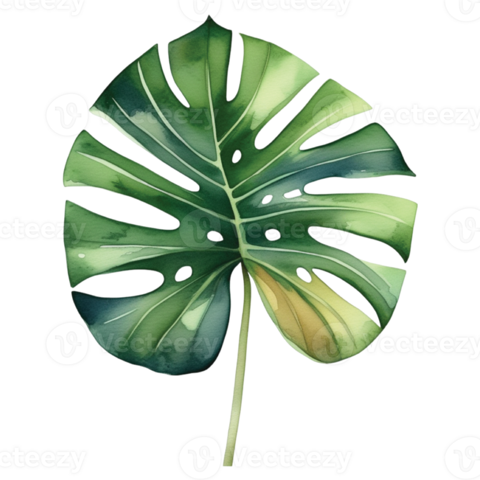 Monstera Leaf Watercolor Illustration Clipart png