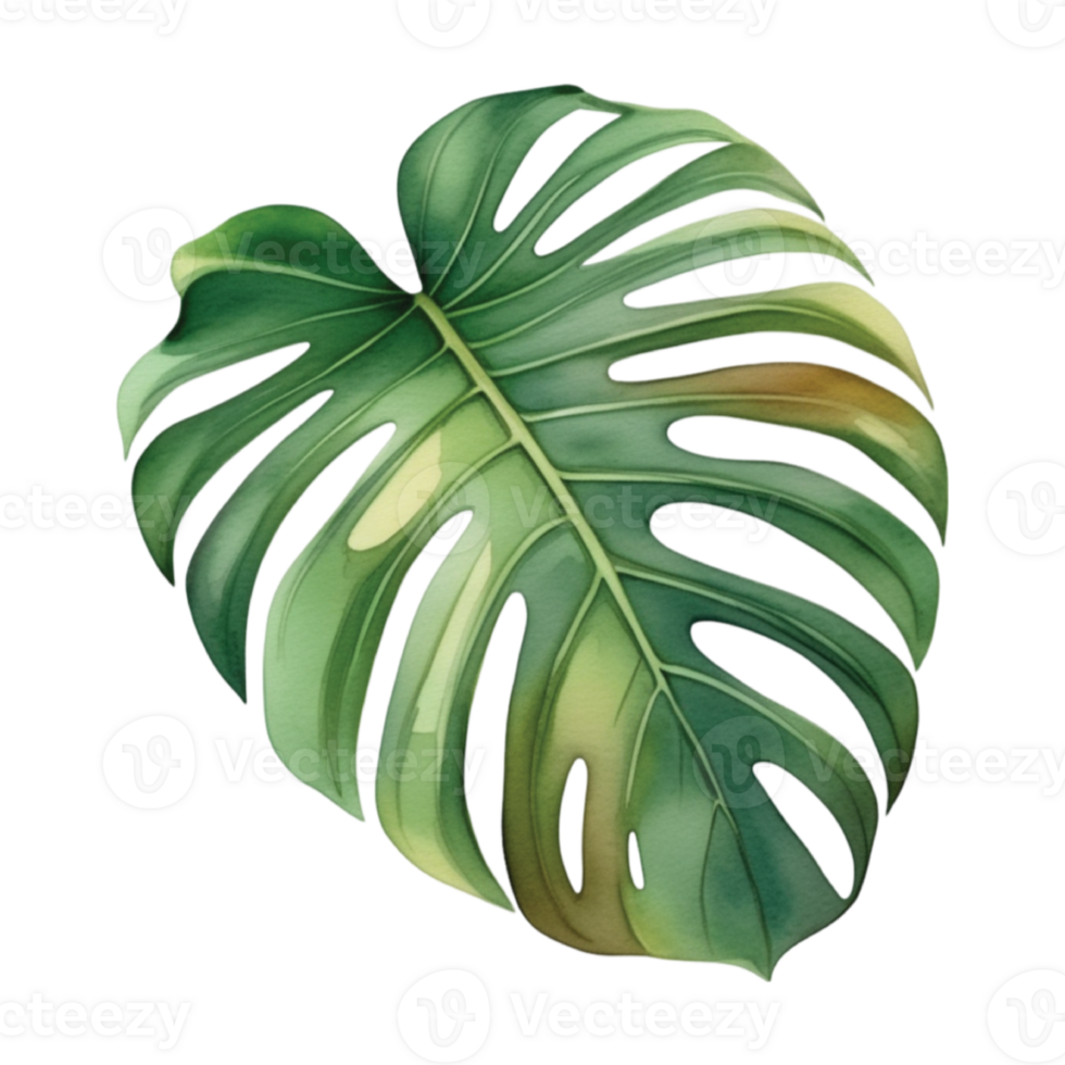 Monstera foglia acquerello illustrazione clipart png