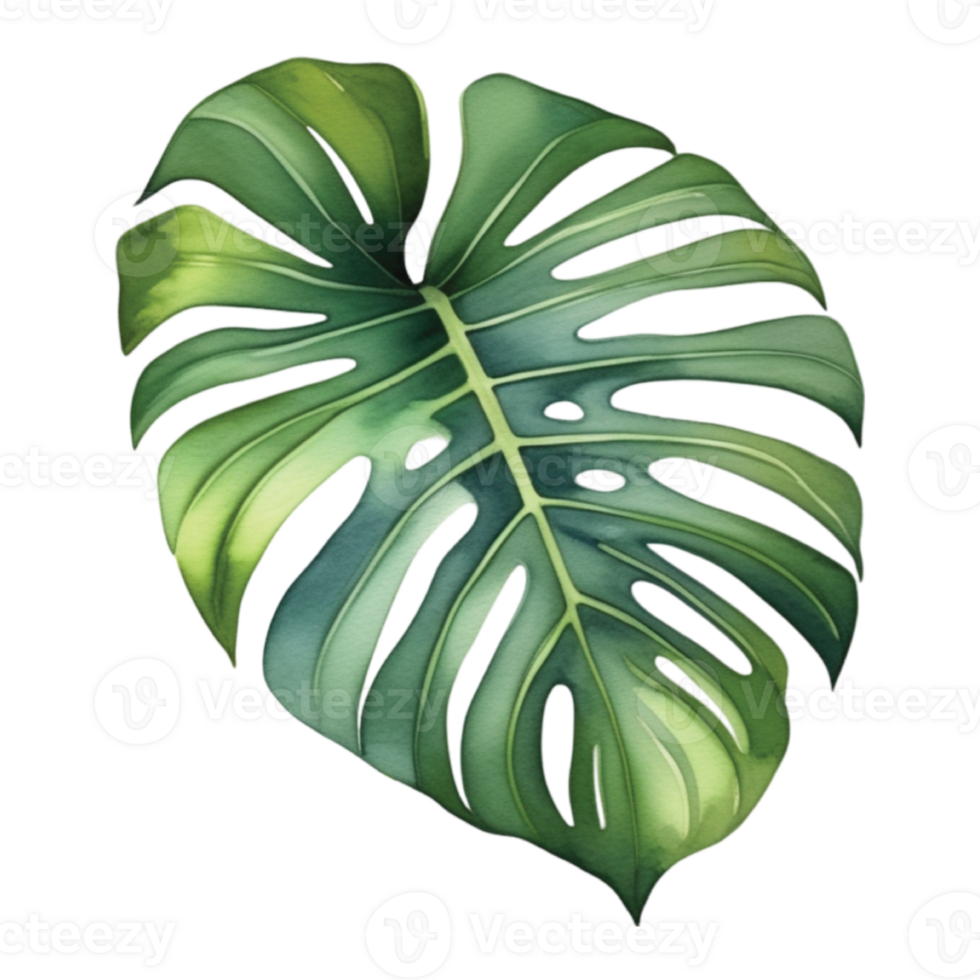 Monstera Leaf Watercolor Illustration Clipart png
