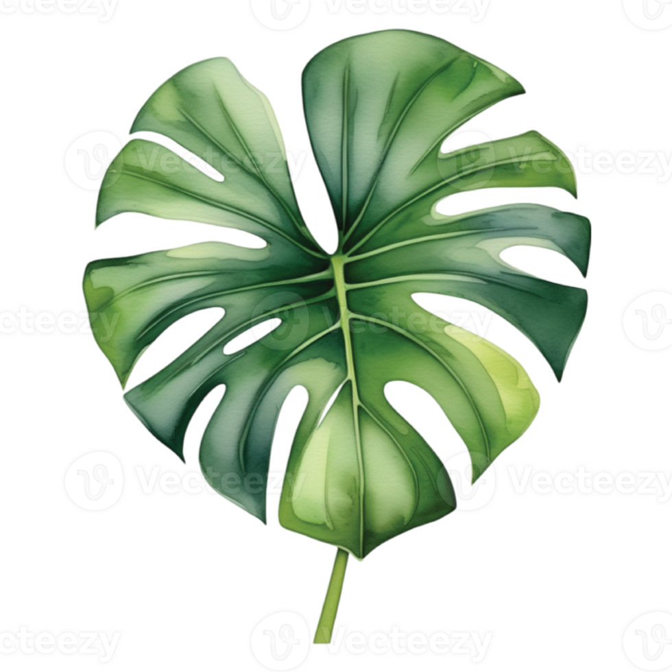 Monstera foglia acquerello illustrazione clipart png