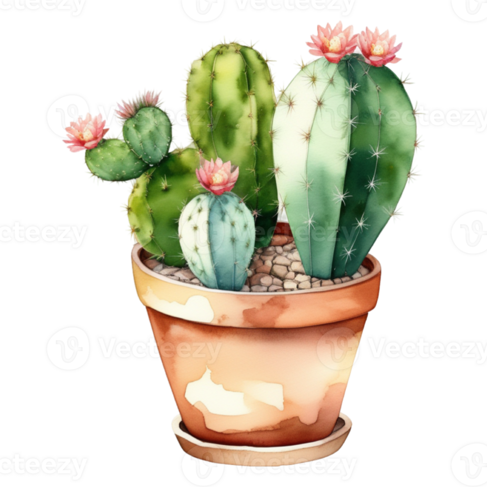 cactus planta acuarela ilustración clipart png