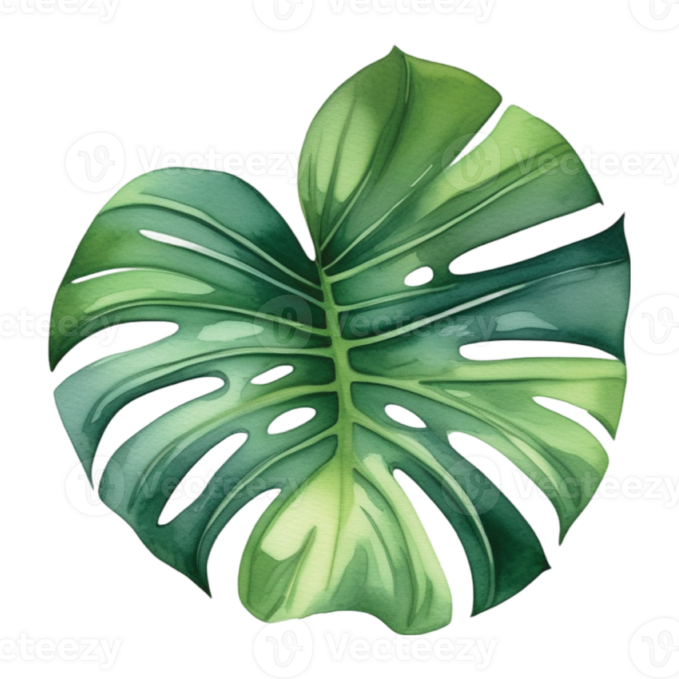 Monstera foglia acquerello illustrazione clipart png