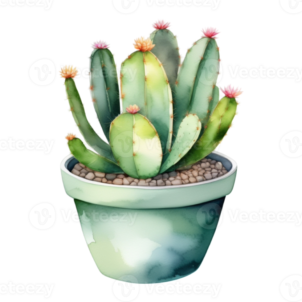 cactus planta acuarela ilustración clipart png