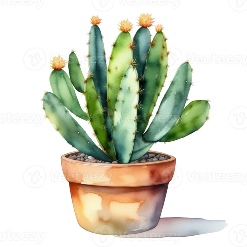 cactus planta acuarela ilustración clipart png