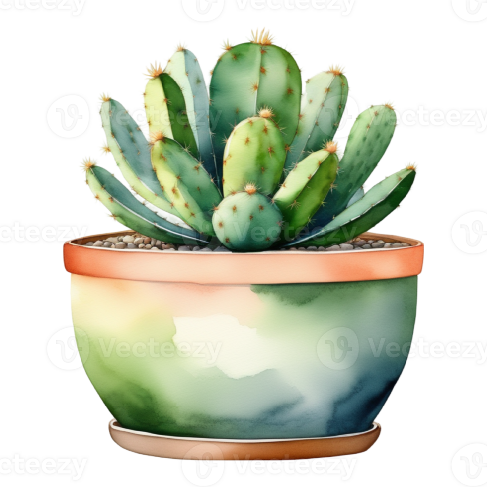 cactus planta acuarela ilustración clipart png