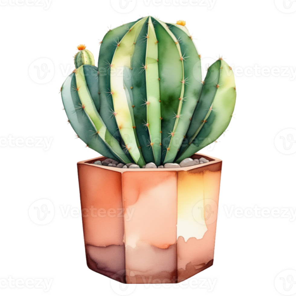 cactus planta acuarela ilustración clipart png