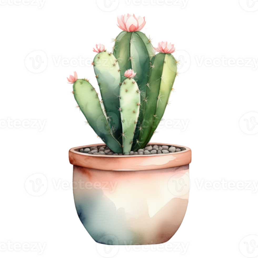 cactus planta acuarela ilustración clipart png