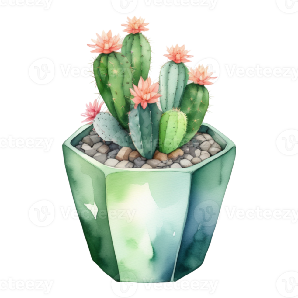 cactus planta acuarela ilustración clipart png