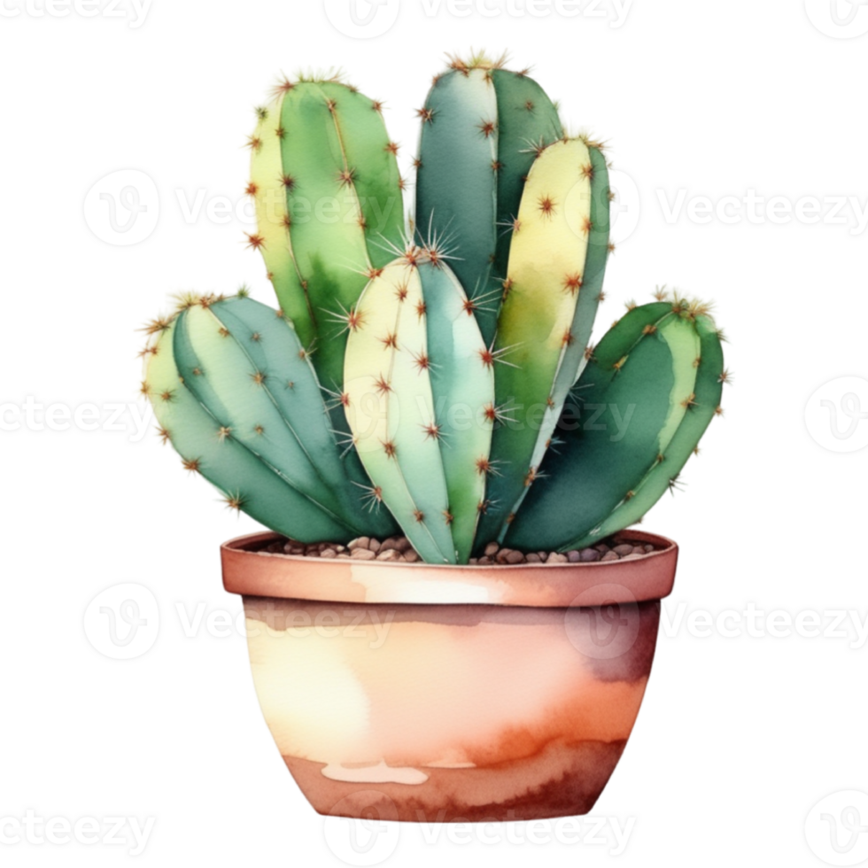 cactus planta acuarela ilustración clipart png