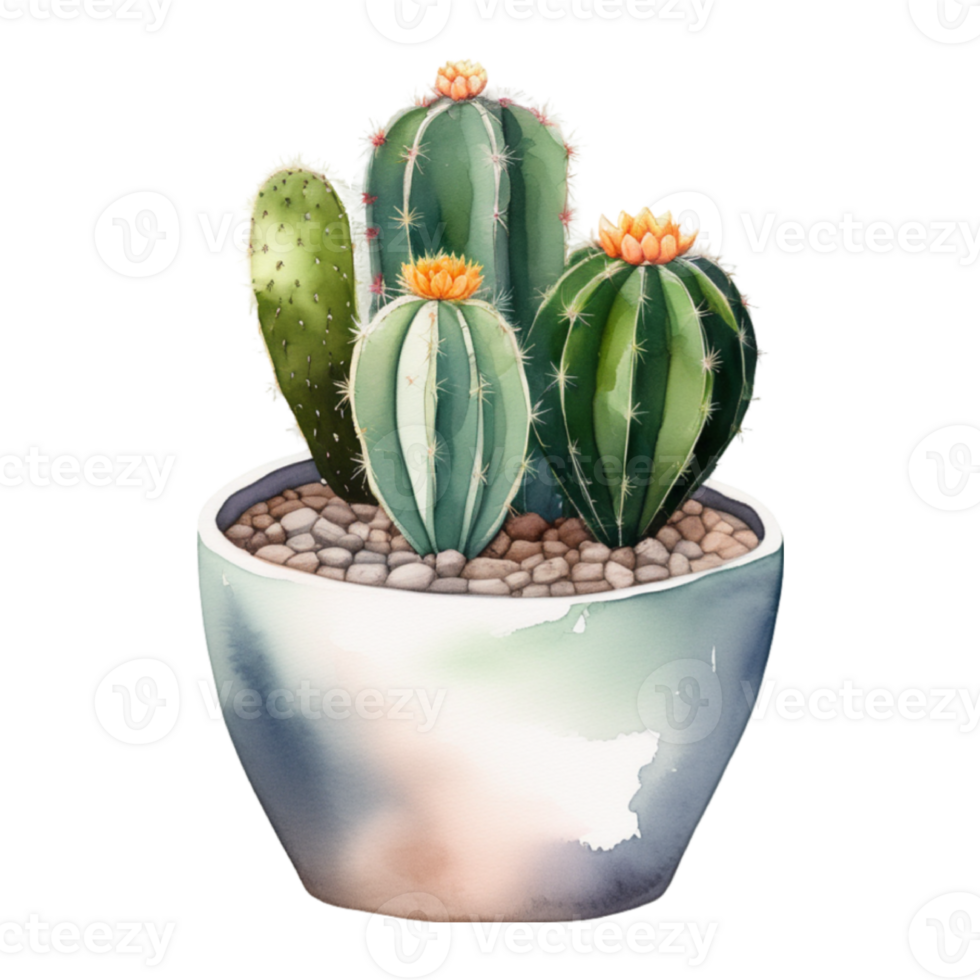 cactus planta acuarela ilustración clipart png