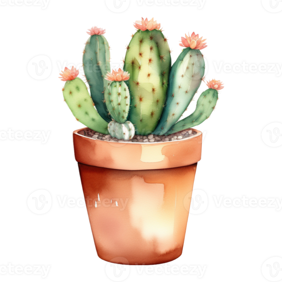 cactus planta acuarela ilustración clipart png