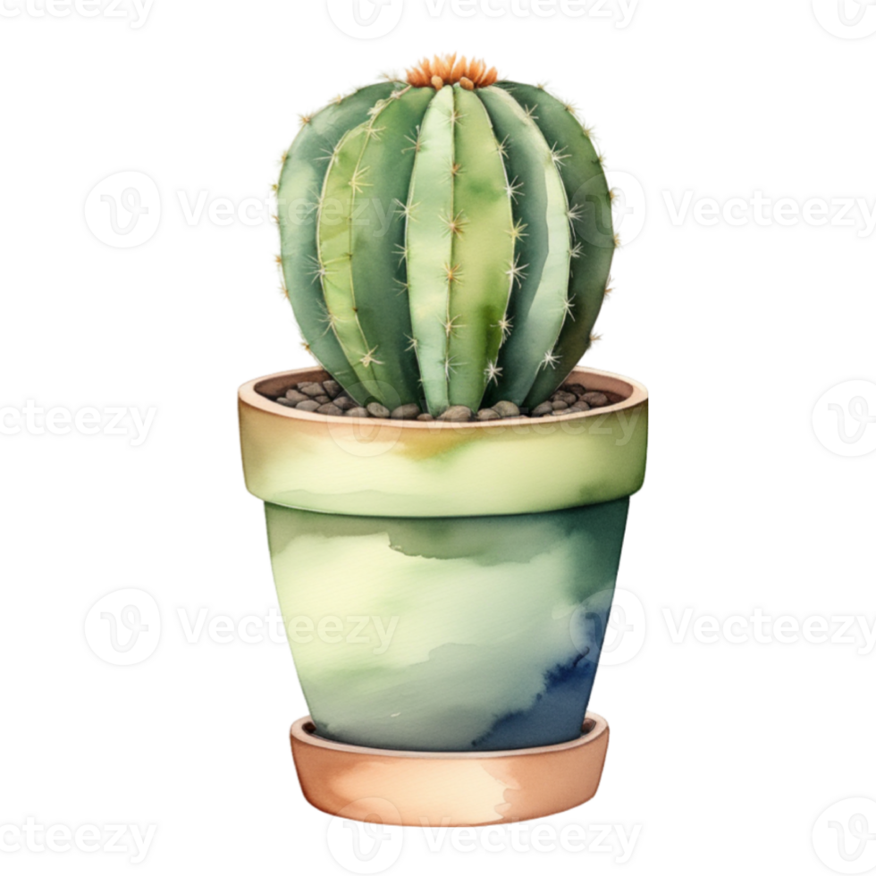 cactus planta acuarela ilustración clipart png