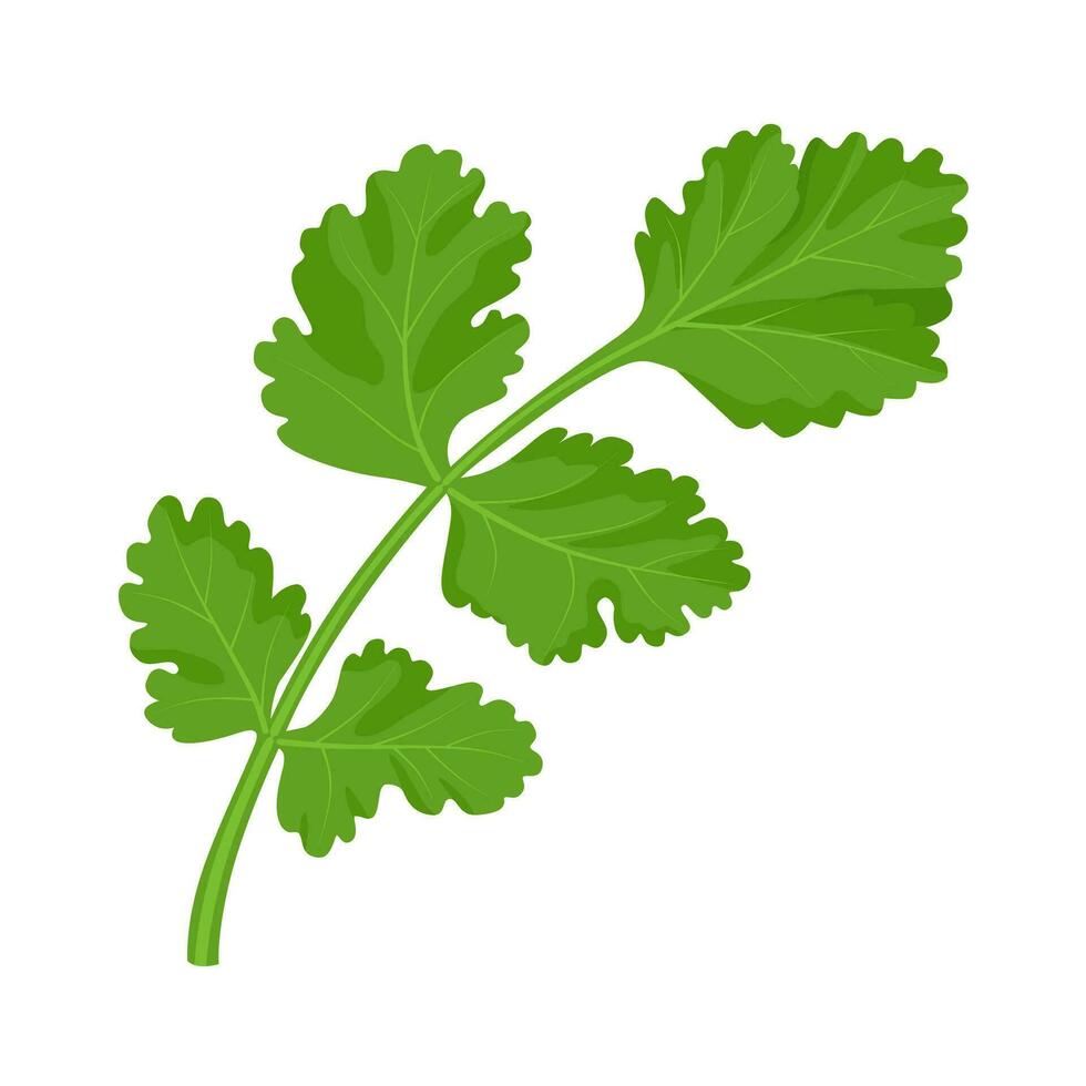 vector ilustración, cilantro hojas, científico nombre coriandrum sativum, además conocido como cilantro hojas, aislado en blanco antecedentes.