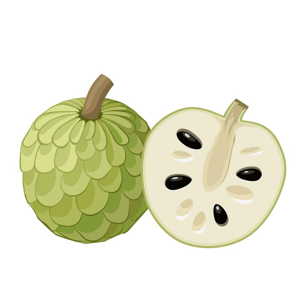 Vector illustration, Cherimoya or Chirimoya, scientific name Annona cherimola, isolated on white background.