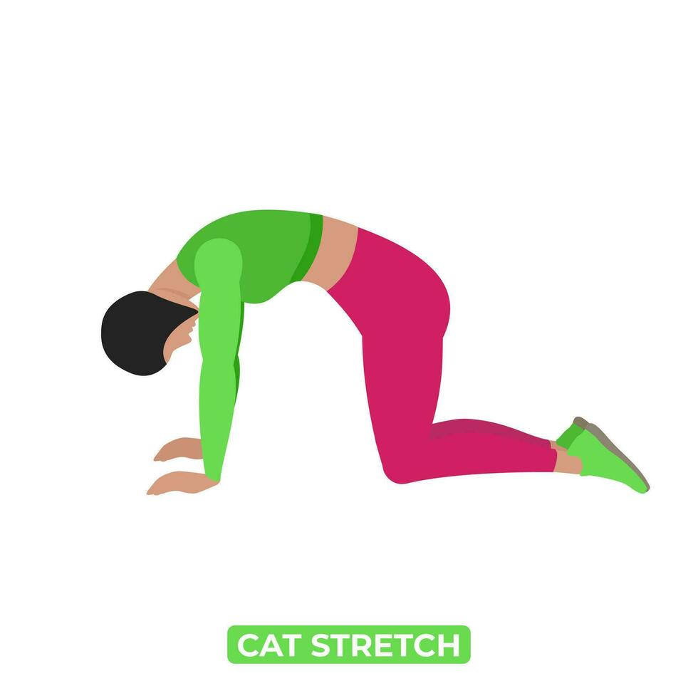 Vector Woman Doing Cat Stretch. Marjariasana. An Educational Illustration On A White Background.