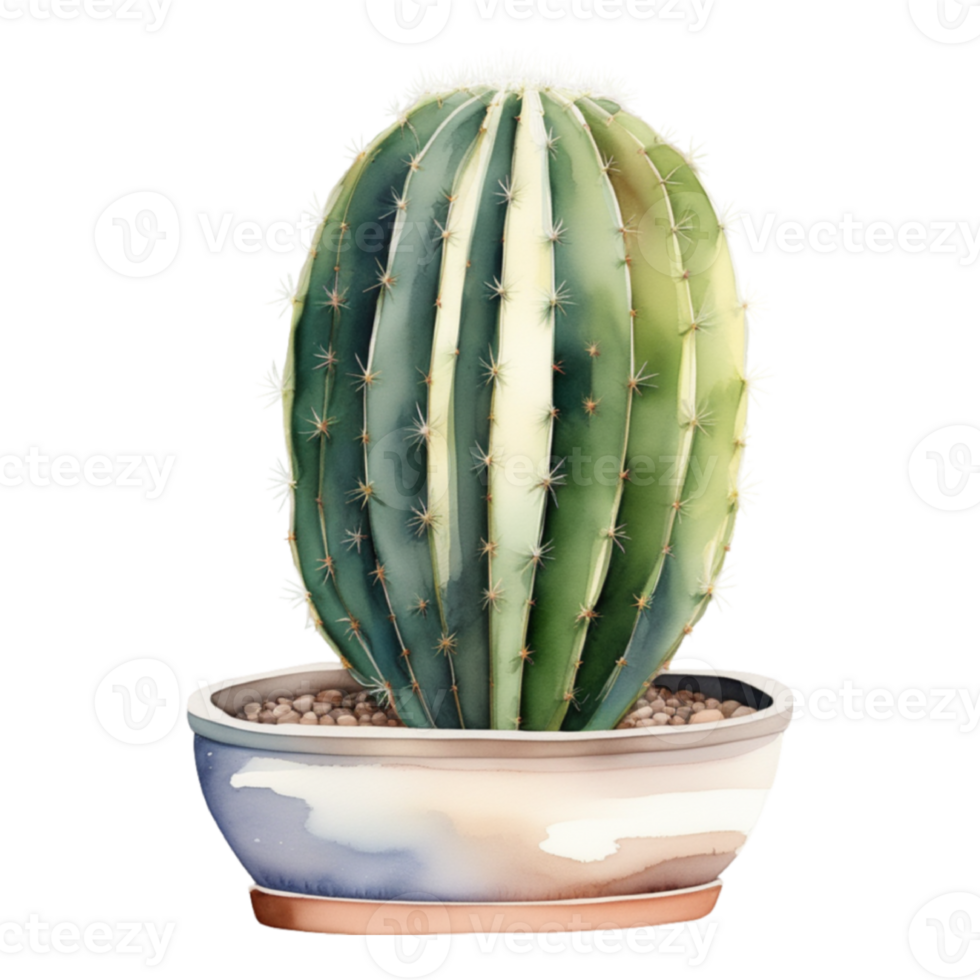 cactus planta acuarela ilustración clipart png