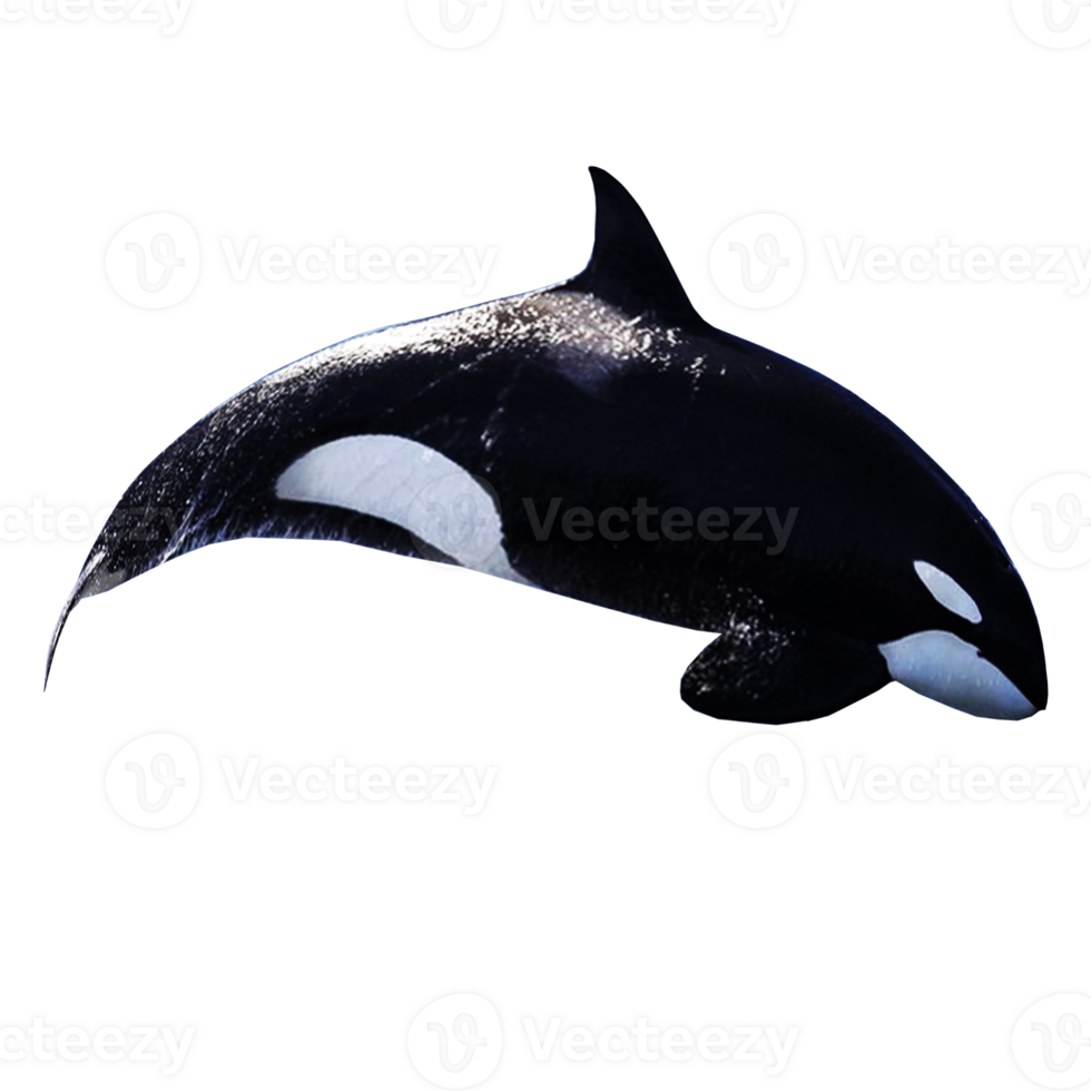 icon of whale png