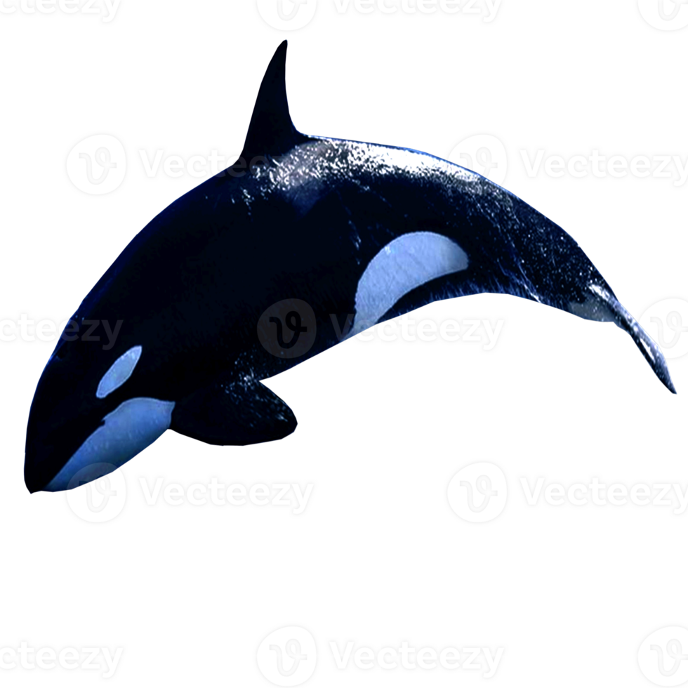 icoon van walvis png