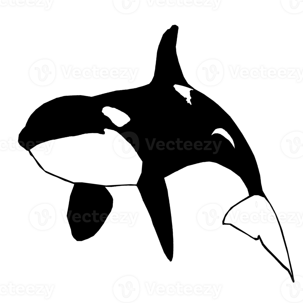 icon of whale png