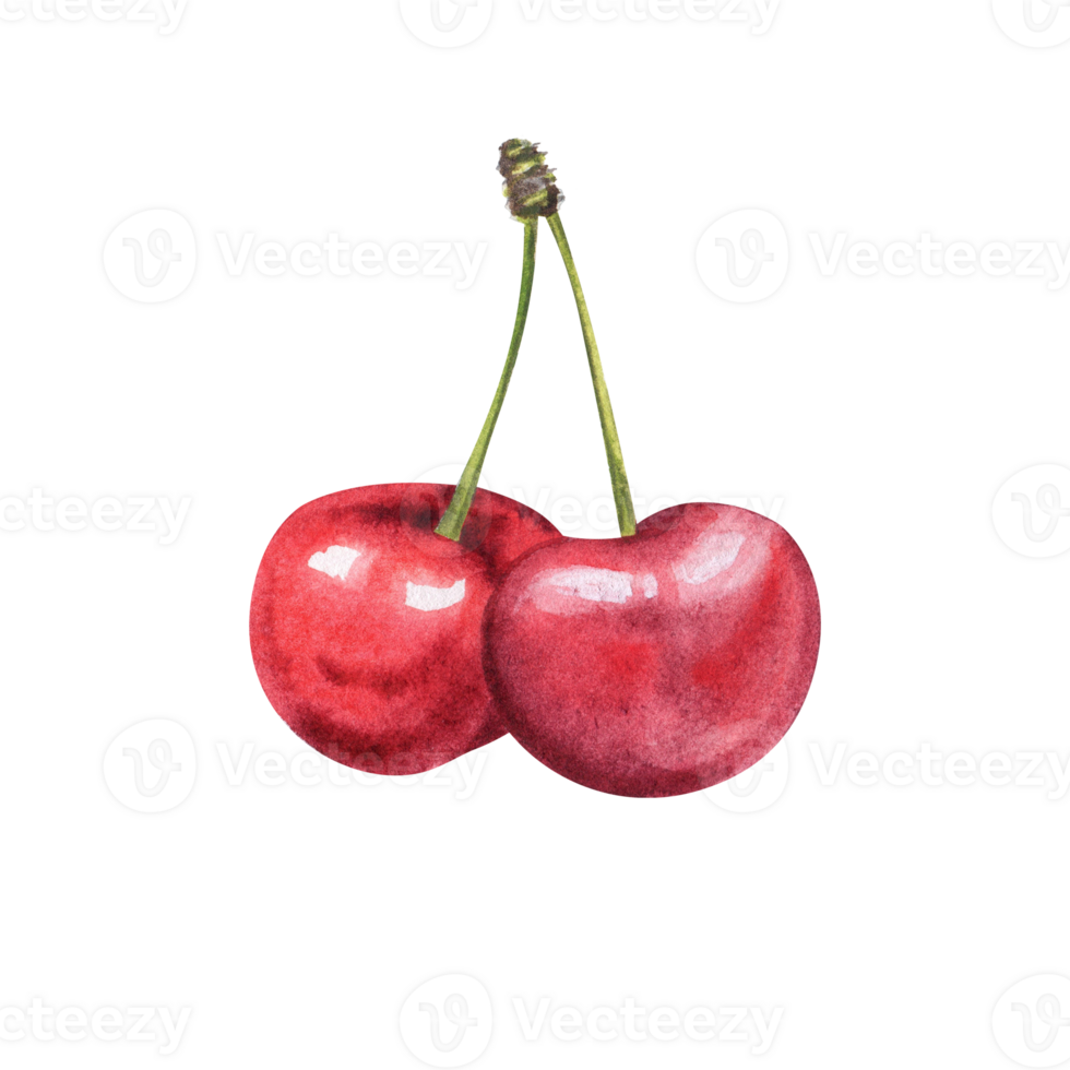 watercolor cherry berries png