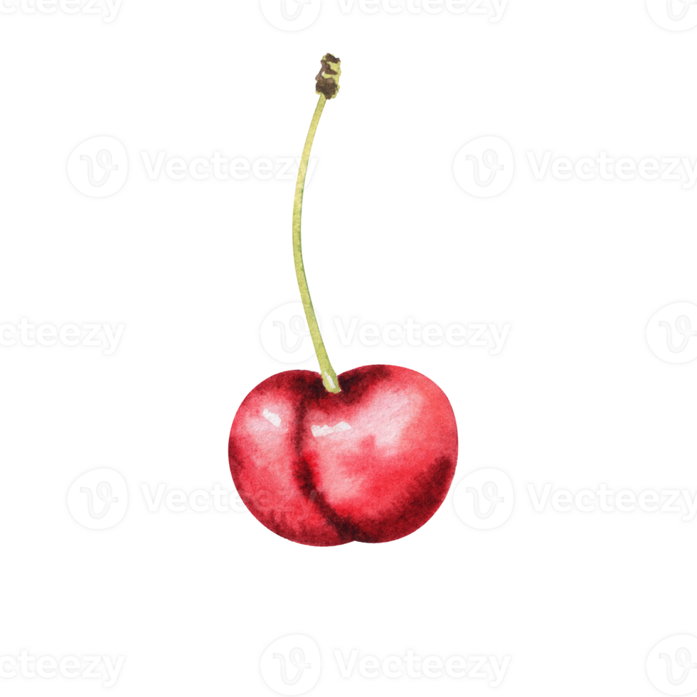 watercolor cherry berries png