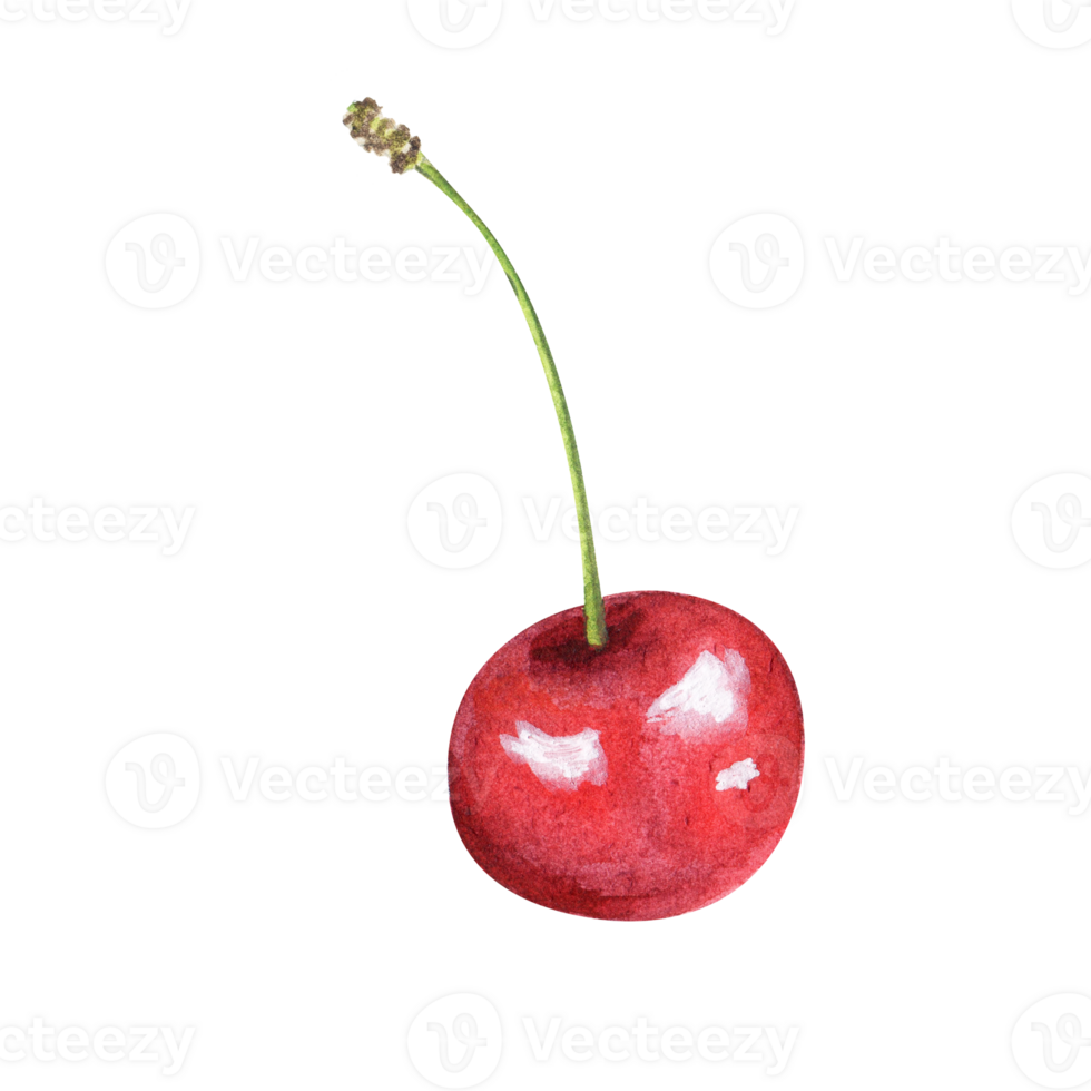 watercolor cherry berries png