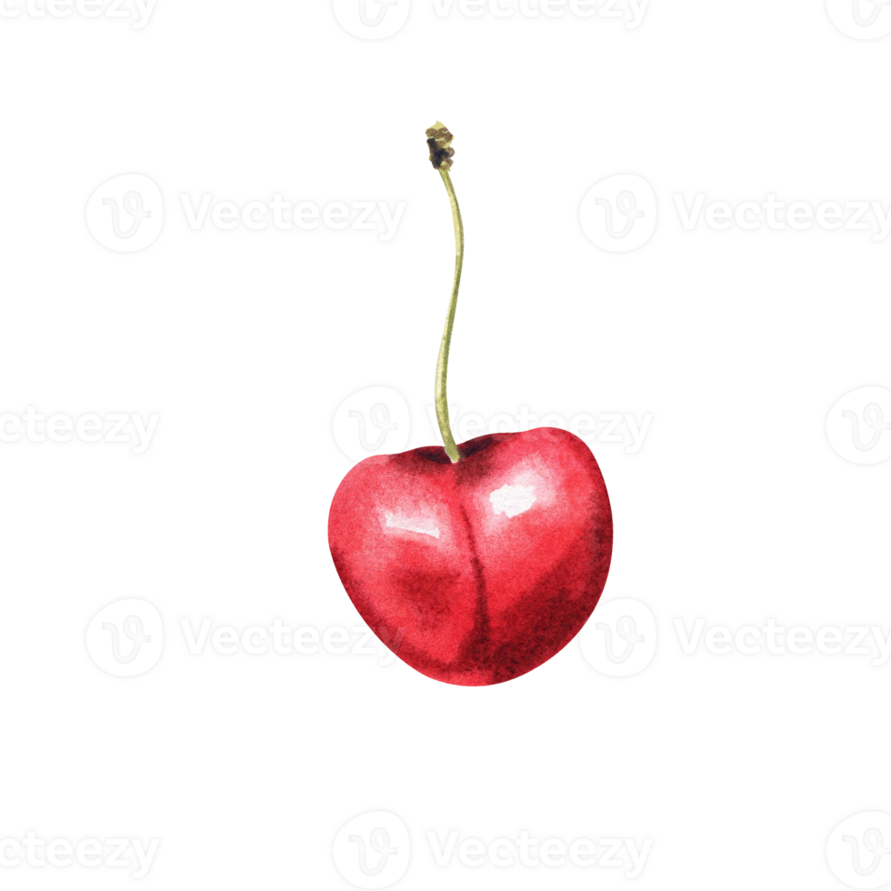 watercolor cherry berries png