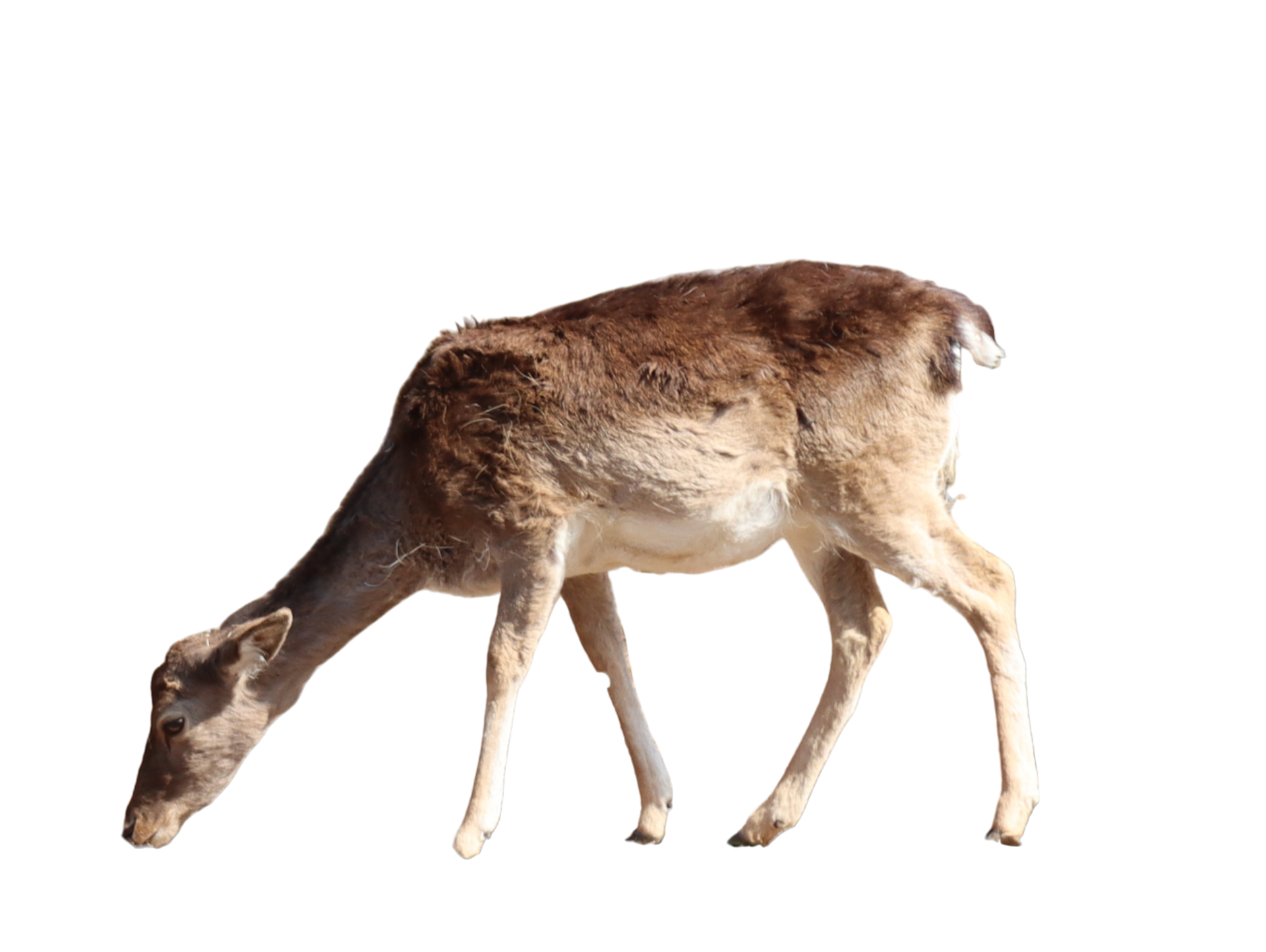 Wild Animal Mammal Fallow Deer 36521262 PNG wild-animal-mammal-fallow-deer-36521262-png