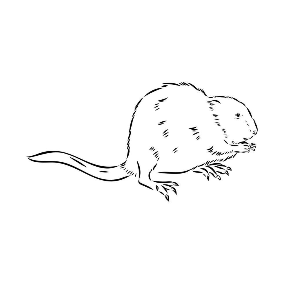 muskrat vector sketch