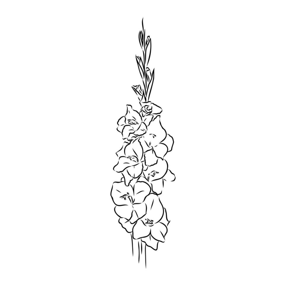 gladiolus flower vector sketch