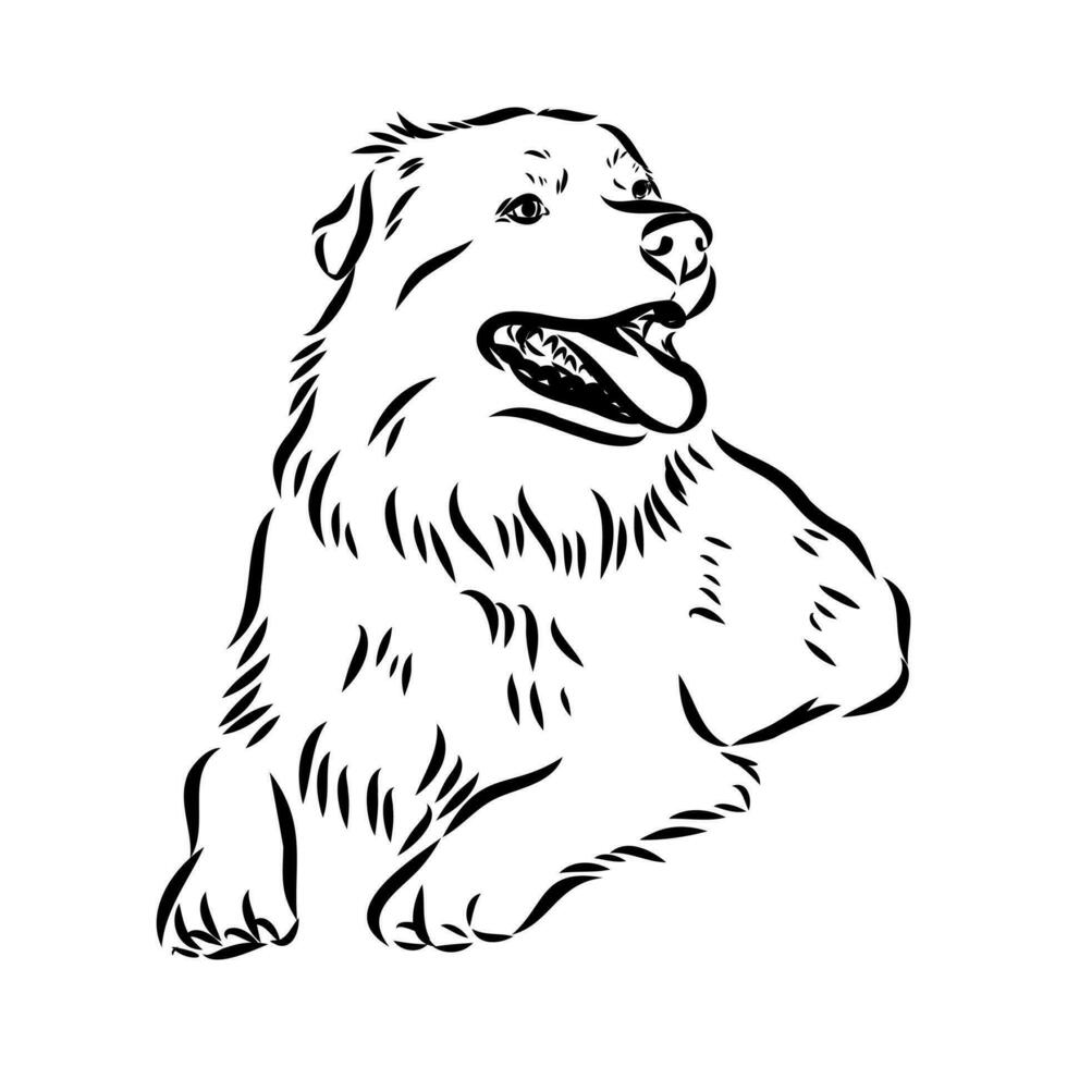 Australian shepherd dog vector sketch