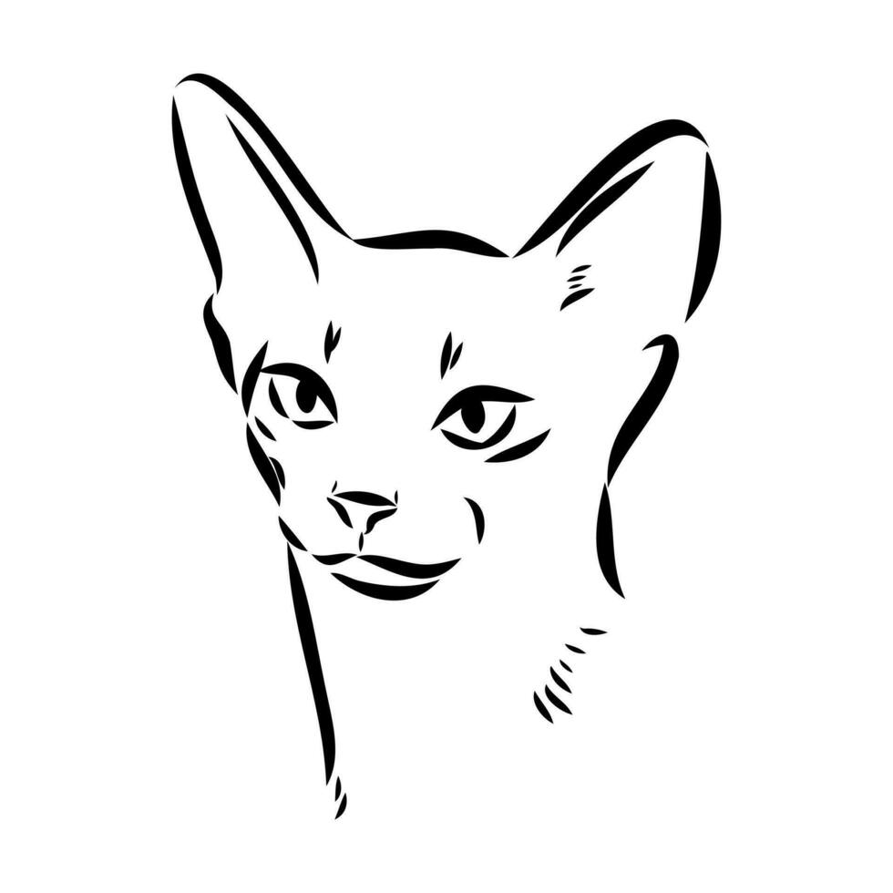 cat vector sketch