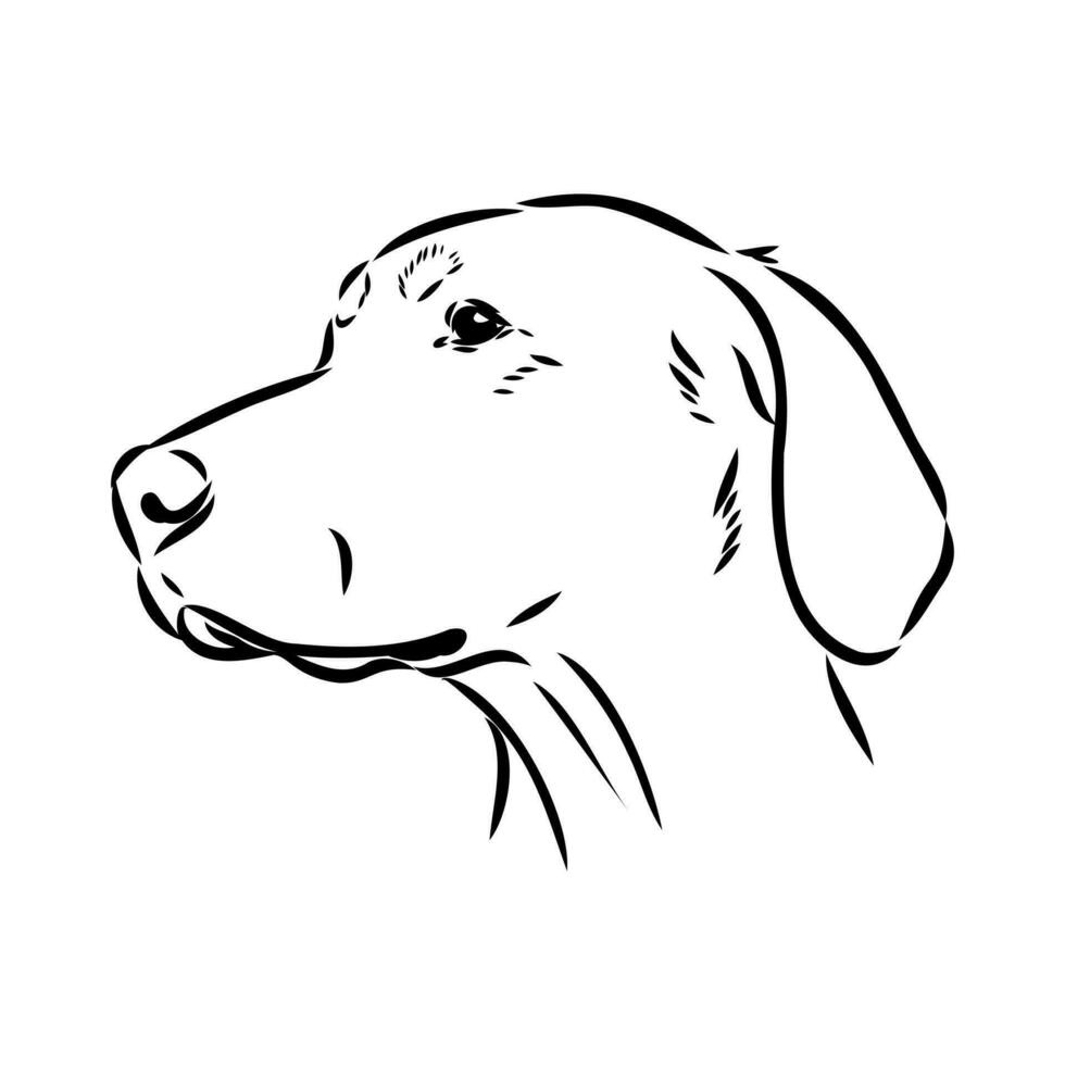 Austrian black and tan hound vector sketch