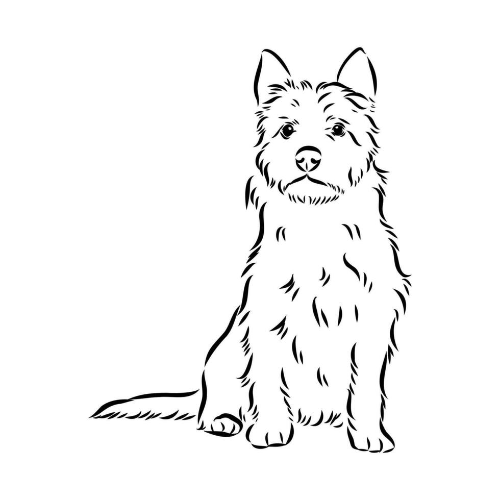 Australian terrier vector sketch