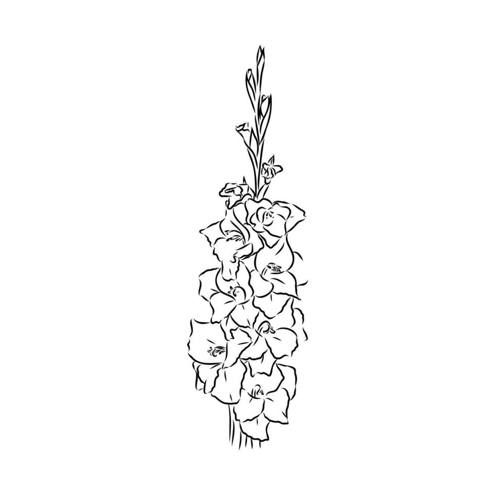 gladiolus flower vector sketch