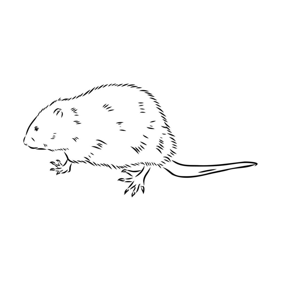 muskrat vector sketch