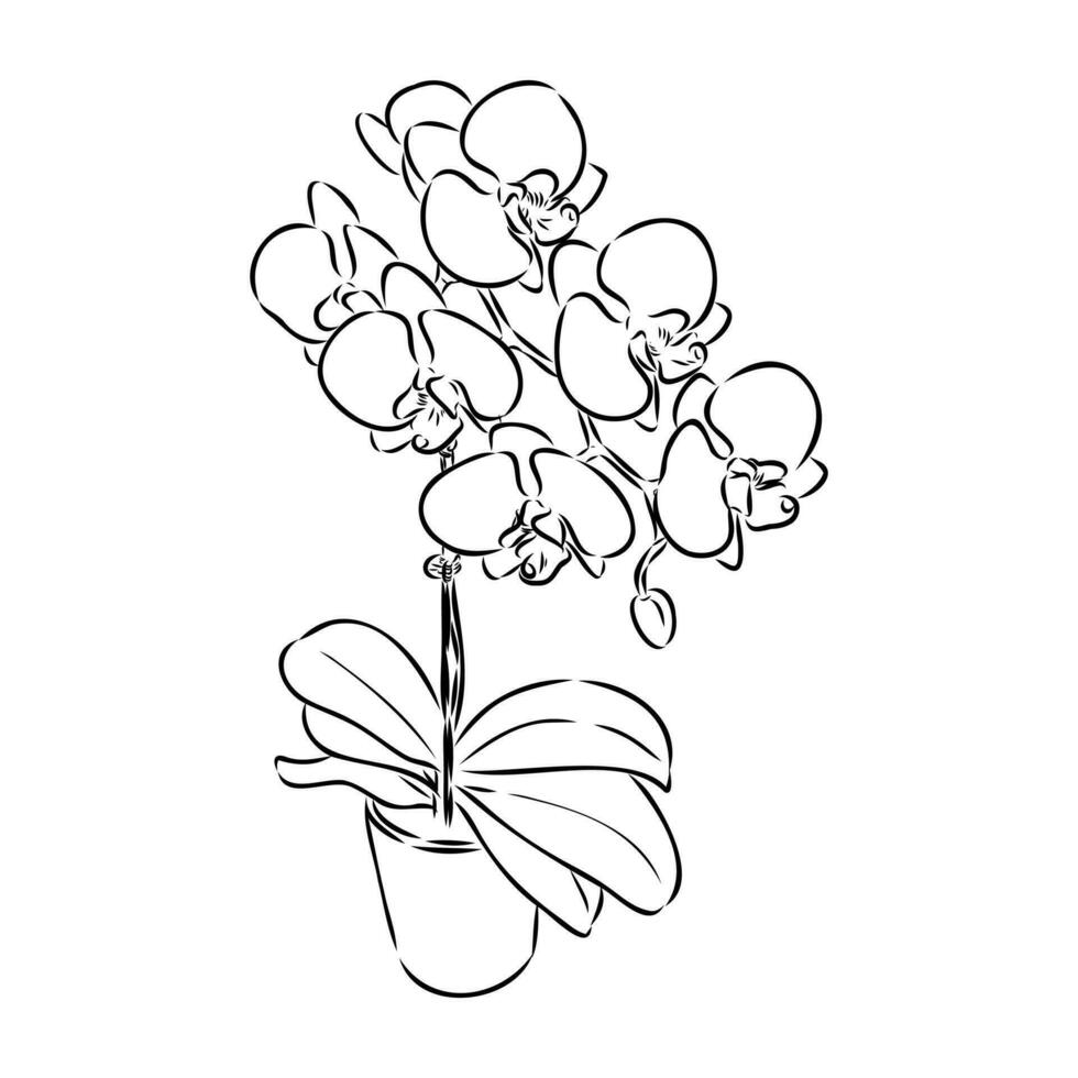 orquídea flor vector bosquejo