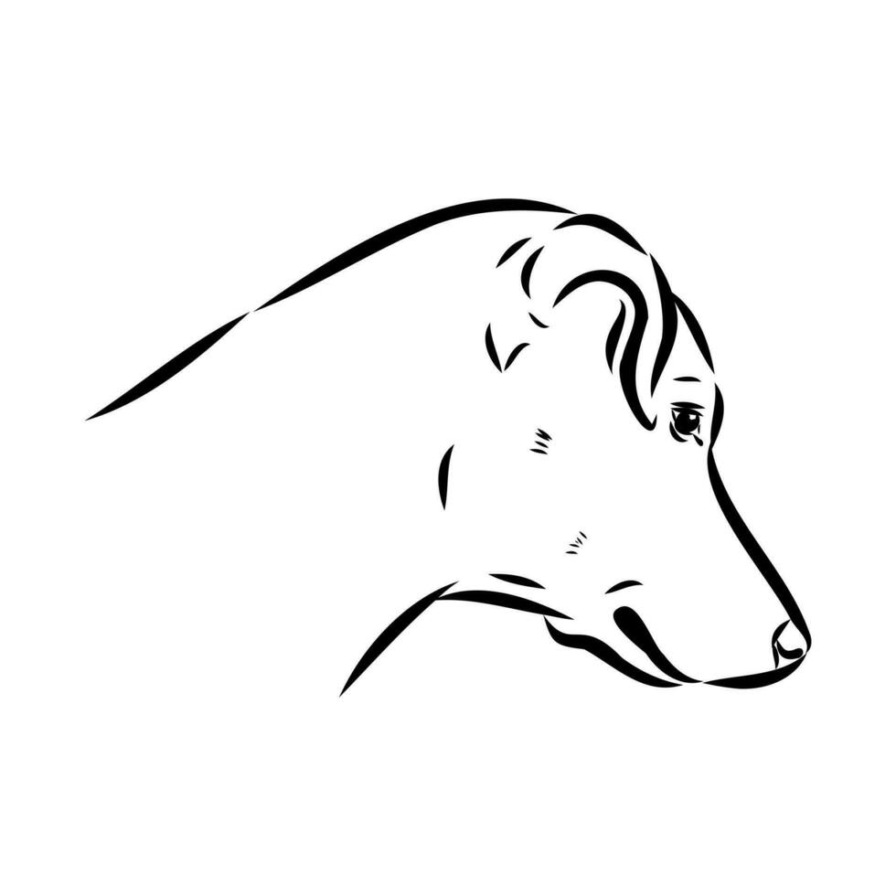 Austrian pinscher vector sketch