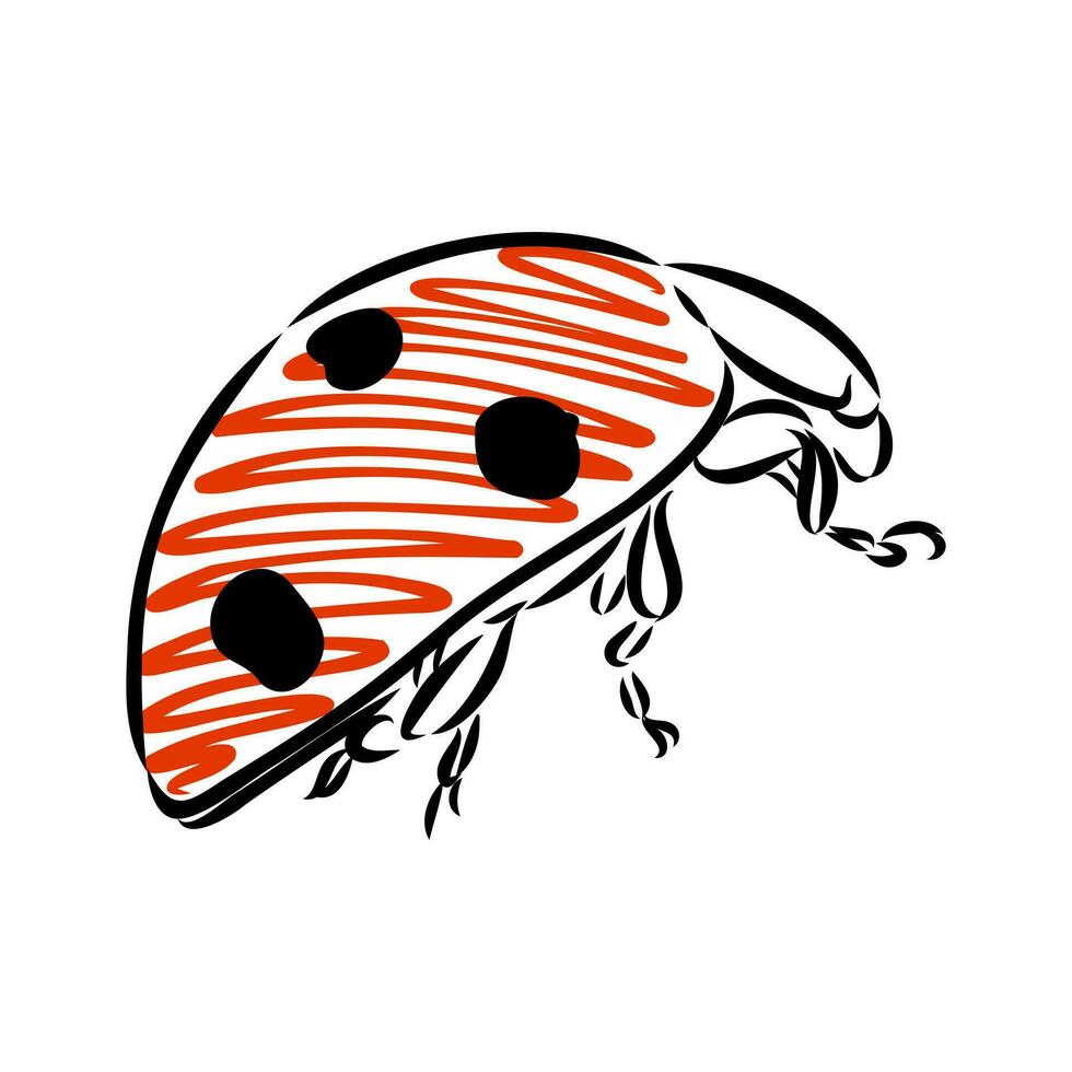 insect ladybug vector sketch