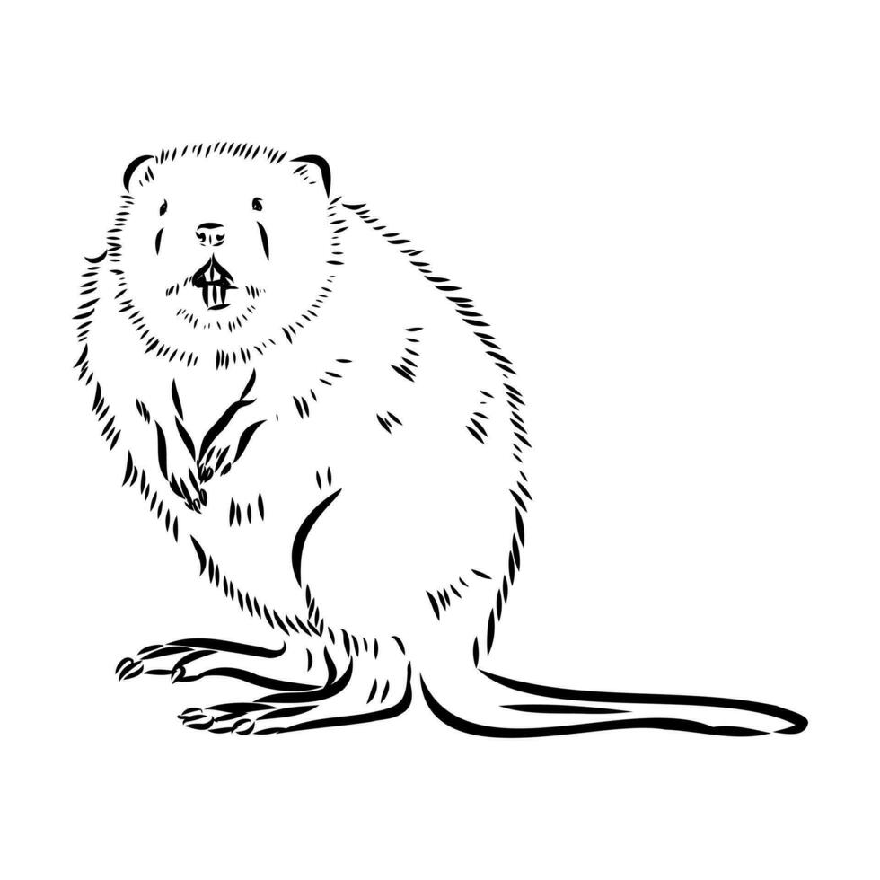 muskrat vector sketch 36521396 Vector Art at Vecteezy