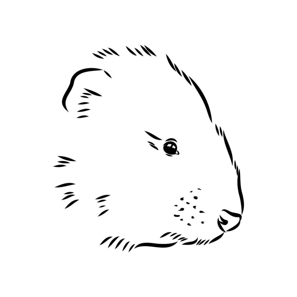 muskrat vector sketch