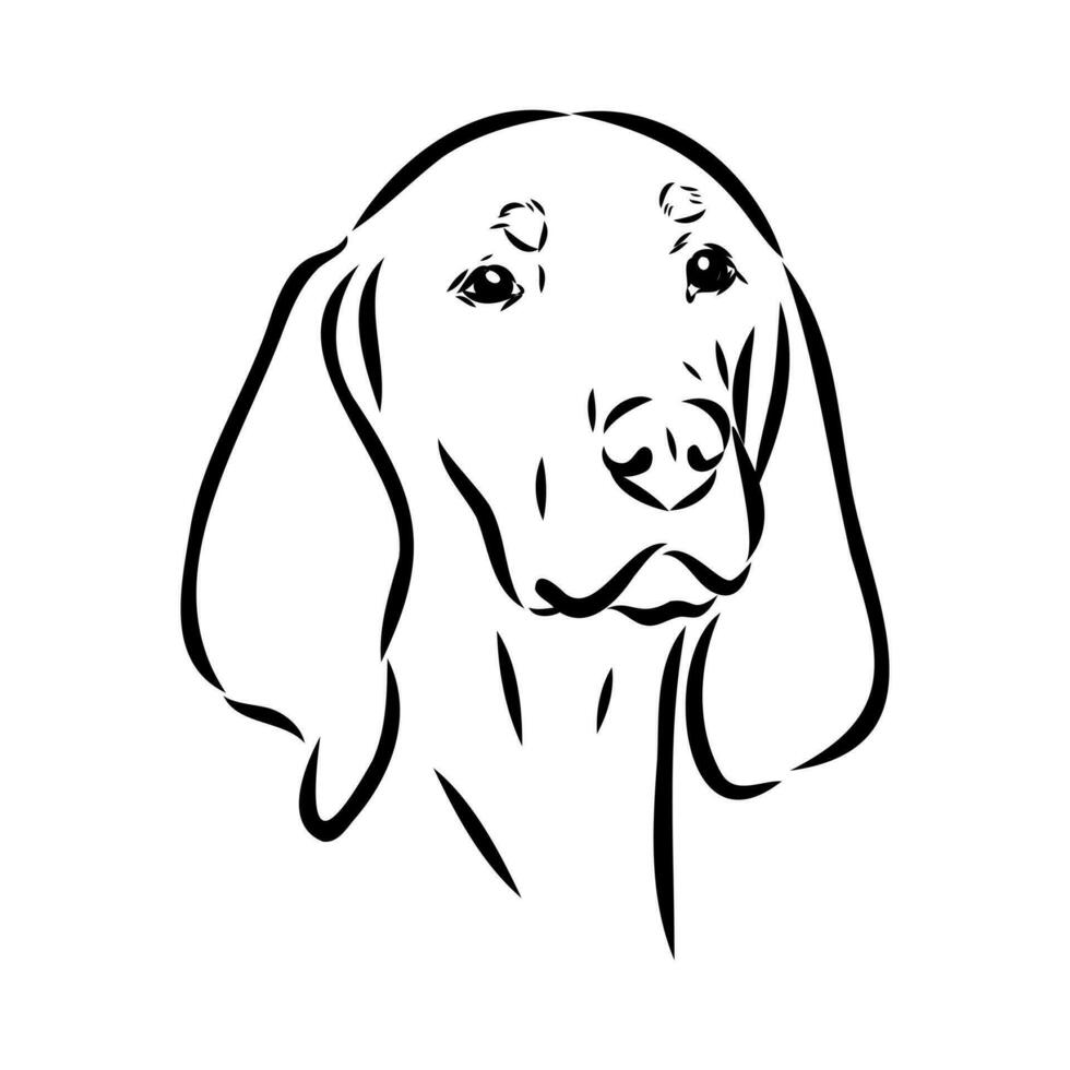 Austrian black and tan hound vector sketch