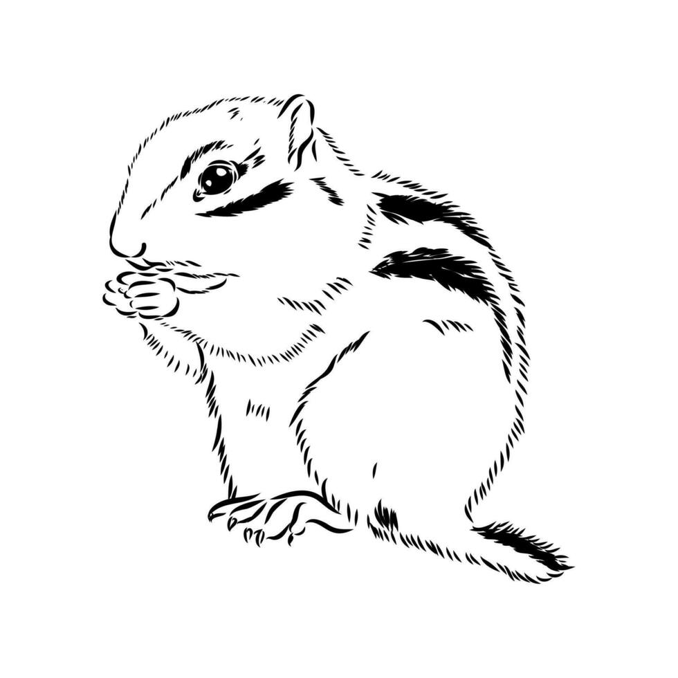 chipmunk vector sketch