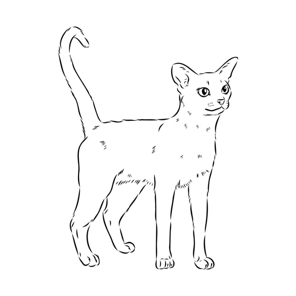 bosquejo del vector del gato