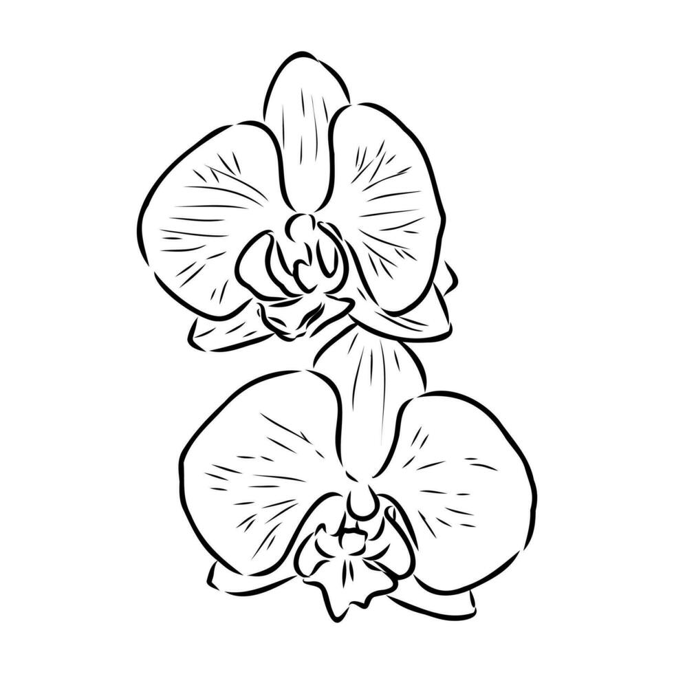orquídea flor vector bosquejo